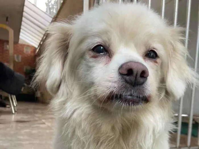 Cachorro ra a Chiahuahua idade 6 ou mais anos nome Max