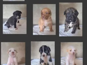 Cachorro raça SRD-ViraLata idade Abaixo de 2 meses nome Diversos