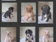 Cachorro raça SRD-ViraLata idade Abaixo de 2 meses nome Diversos