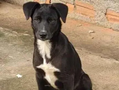 Cachorro raça SRD-ViraLata idade  nome Billy