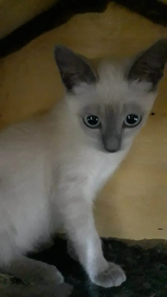 Gato ra a SRD-ViraLata idade 2 a 6 meses nome Brigite e Herry