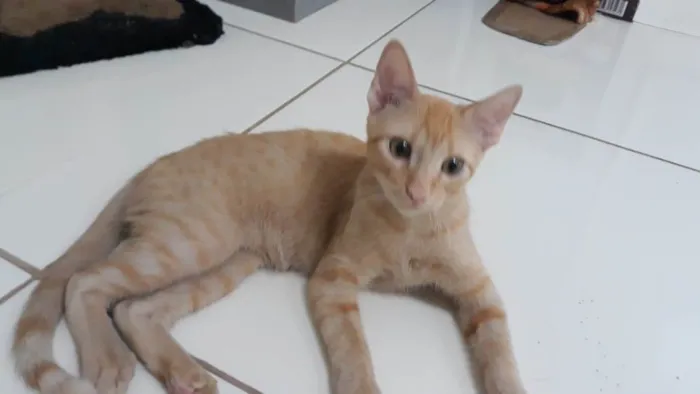 Gato ra a SRD-ViraLata idade 2 a 6 meses nome Brigite e Herry