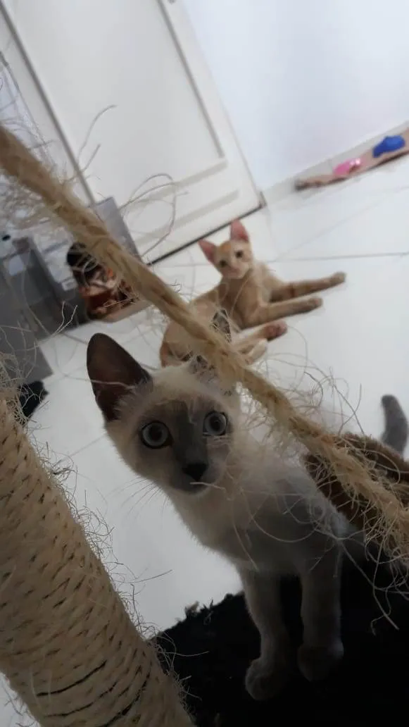 Gato ra a SRD-ViraLata idade 2 a 6 meses nome Brigite e Herry