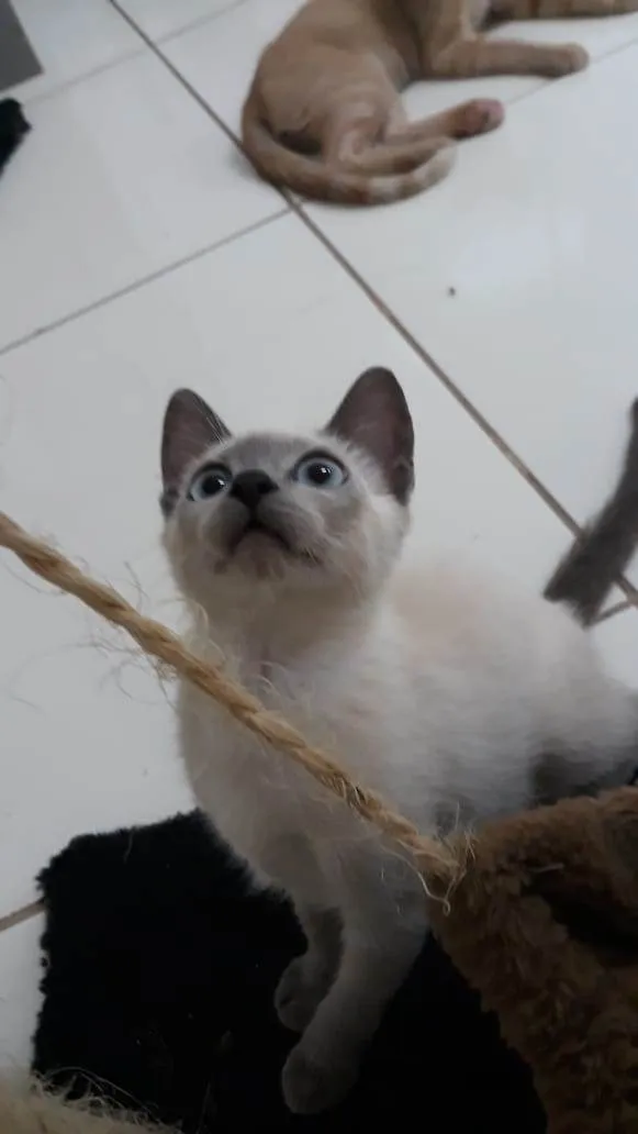 Gato ra a SRD-ViraLata idade 2 a 6 meses nome Brigite e Herry