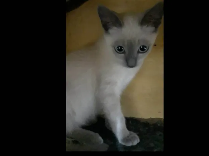 Gato ra a SRD-ViraLata idade 2 a 6 meses nome Brigite e Herry