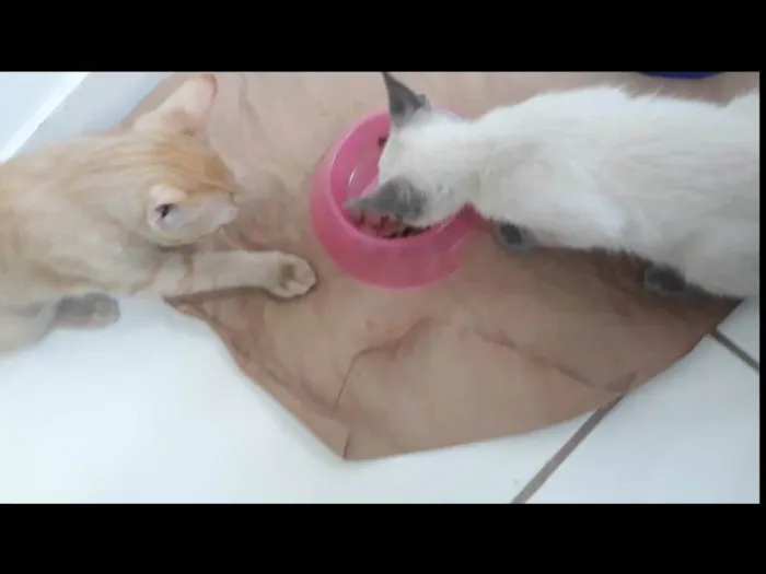 Gato ra a SRD-ViraLata idade 2 a 6 meses nome Brigite e Herry