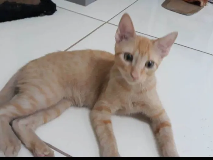 Gato ra a SRD-ViraLata idade 2 a 6 meses nome Brigite e Herry