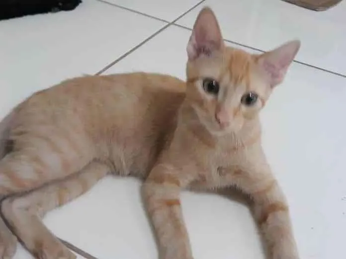Gato ra a SRD-ViraLata idade 2 a 6 meses nome Brigite e Herry