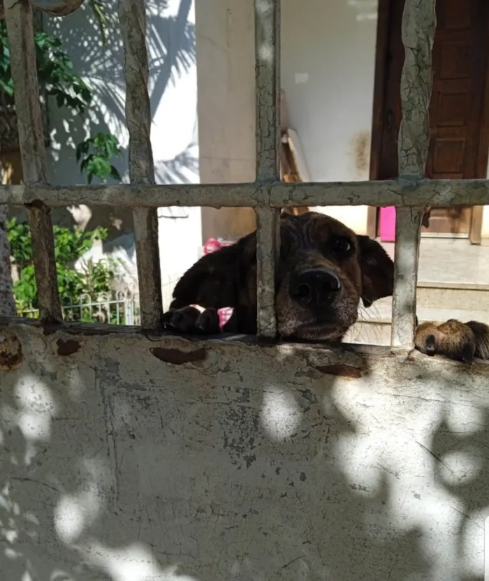 Cachorro ra a SRD-ViraLata idade 1 ano nome Coragem