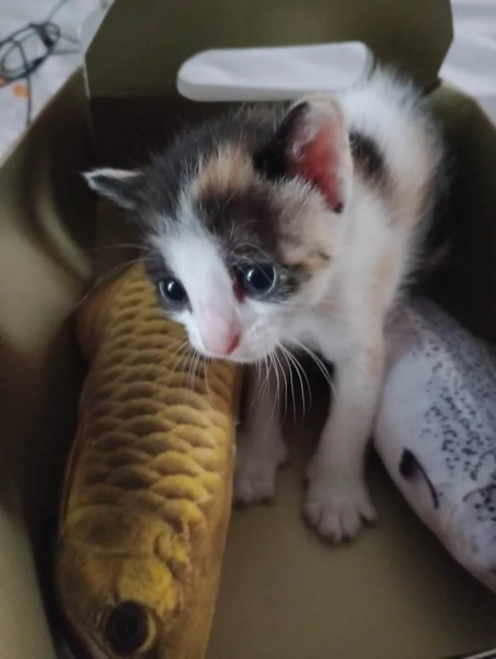 Gato ra a SRD-ViraLata idade Abaixo de 2 meses nome Rick,Pitty,Donna,Luna