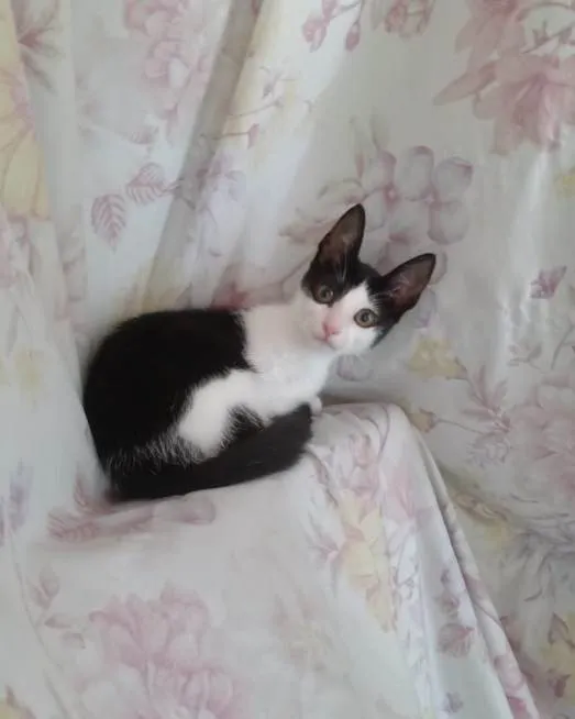 Gato ra a SRD-ViraLata idade 2 a 6 meses nome Sininha