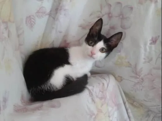 Gato ra a SRD-ViraLata idade 2 a 6 meses nome Sininha