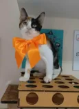 MIA