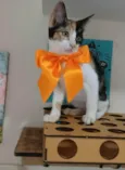 MIA