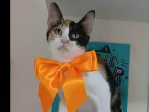 Gato raça srd tricolor idade 2 a 6 meses nome MIA