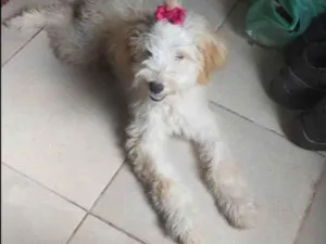Cachorro raça Poodle idade 2 a 6 meses nome Kiara 