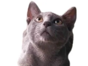 Gato raça SRD-ViraLata idade 2 a 6 meses nome Jean