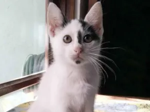Gato raça SRD-ViraLata idade 2 a 6 meses nome Lita