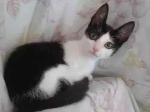 Gato raça SRD-ViraLata idade 2 a 6 meses nome Sininha
