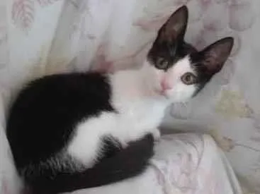 Gato ra a SRD-ViraLata idade 2 a 6 meses nome Sininha