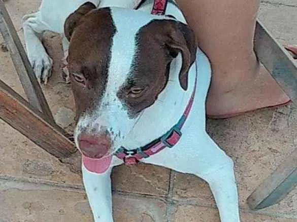 Cachorro ra a SRD-ViraLata idade 1 ano nome Jade