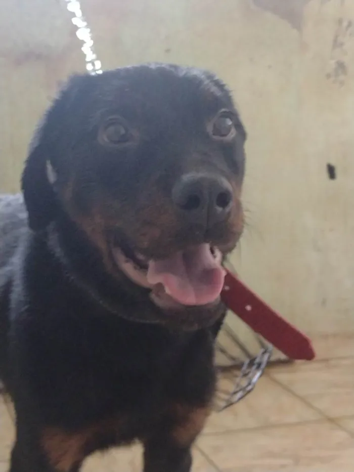 Cachorro ra a Rottweiler idade 1 ano nome Goran