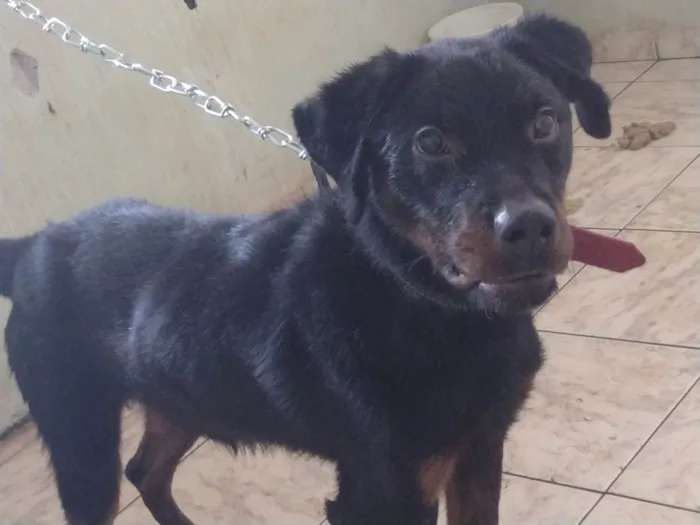 Cachorro ra a Rottweiler idade 1 ano nome Goran