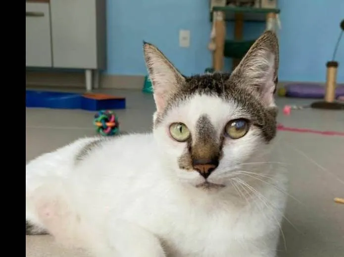 Gato ra a srd idade 2 anos nome SADAN