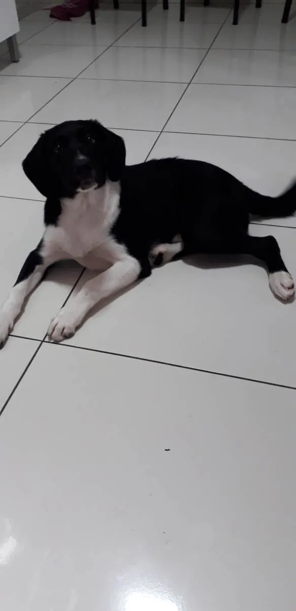 Cachorro ra a Border collie(mãe) pai desconhecido  idade 2 a 6 meses nome Max