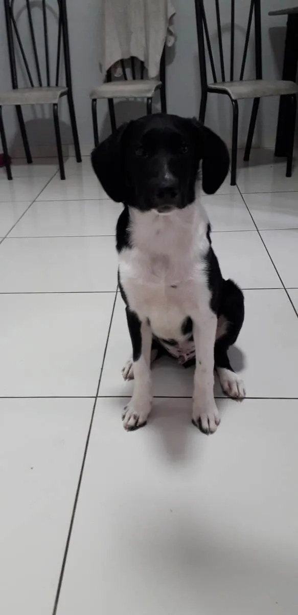 Cachorro ra a Border collie(mãe) pai desconhecido  idade 2 a 6 meses nome Max