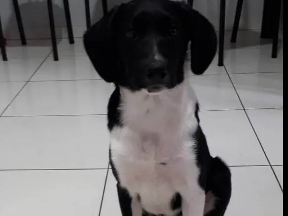 Cachorro ra a Border collie(mãe) pai desconhecido  idade 2 a 6 meses nome Max