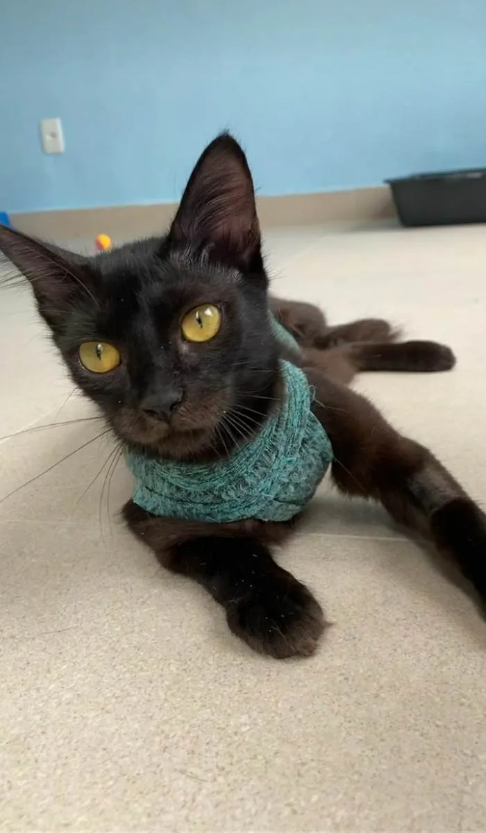 Gato ra a srd idade 7 a 11 meses nome VÉSPER