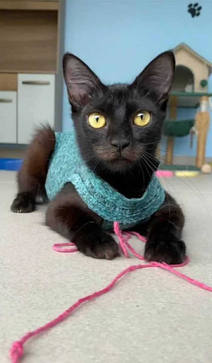 Gato ra a srd idade 7 a 11 meses nome VÉSPER