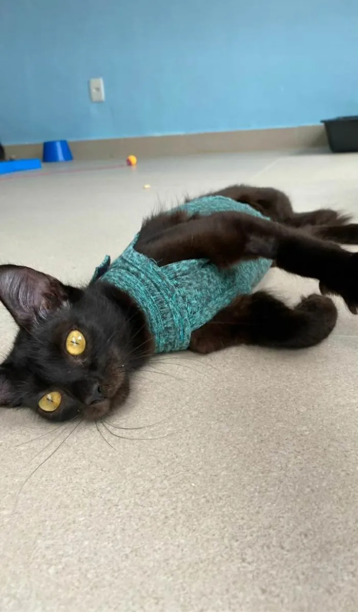 Gato ra a srd idade 7 a 11 meses nome VÉSPER
