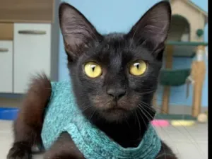 Gato raça srd idade 7 a 11 meses nome VÉSPER