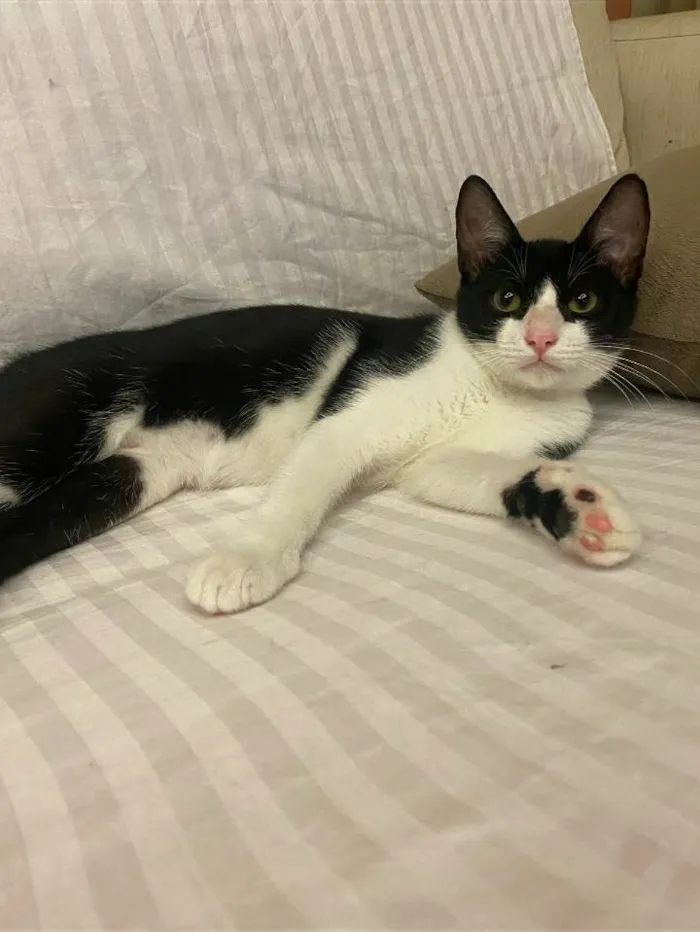 Gato ra a srd frajolinha idade 2 a 6 meses nome BILL