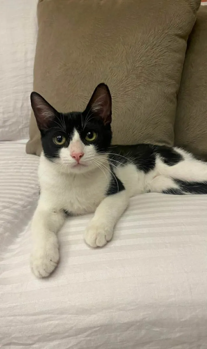 Gato ra a srd frajolinha idade 2 a 6 meses nome BILL