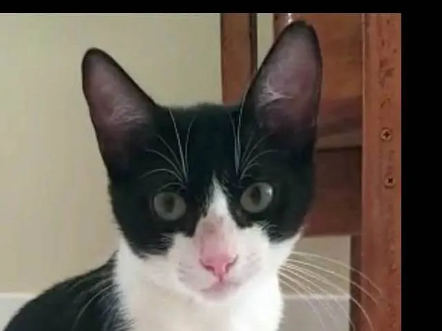 Gato ra a srd frajolinha idade 2 a 6 meses nome BILL