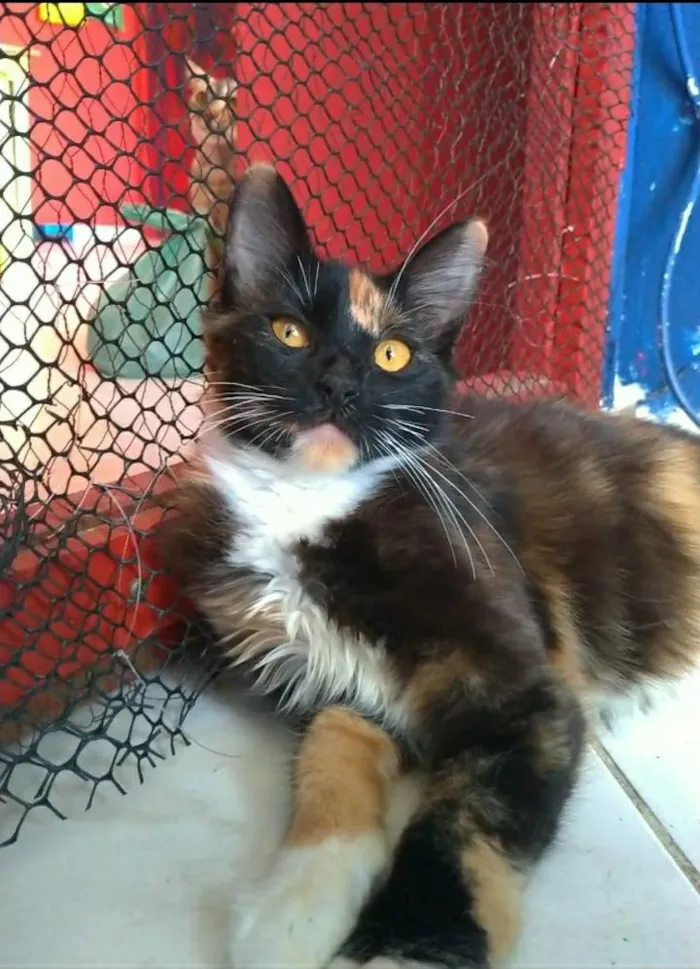 Gato ra a srd tricolor idade  nome SCARLETT