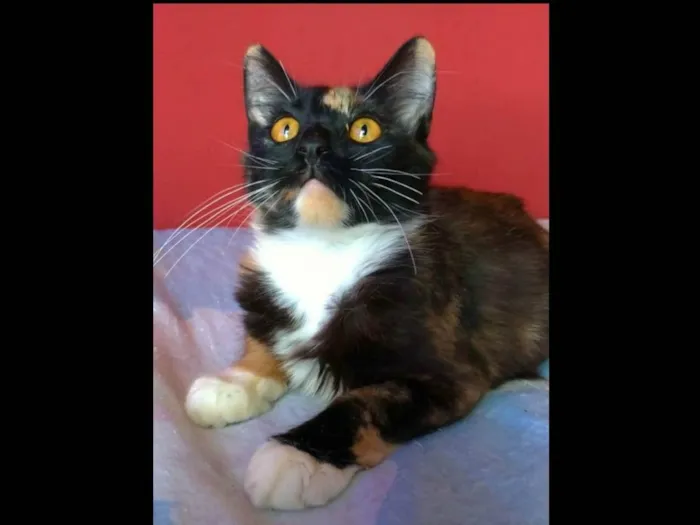 Gato ra a srd tricolor idade  nome SCARLETT