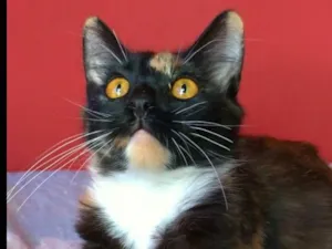 Gato raça srd tricolor idade  nome SCARLETT