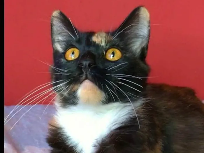 Gato ra a srd tricolor idade  nome SCARLETT