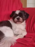 Bob