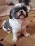Bob