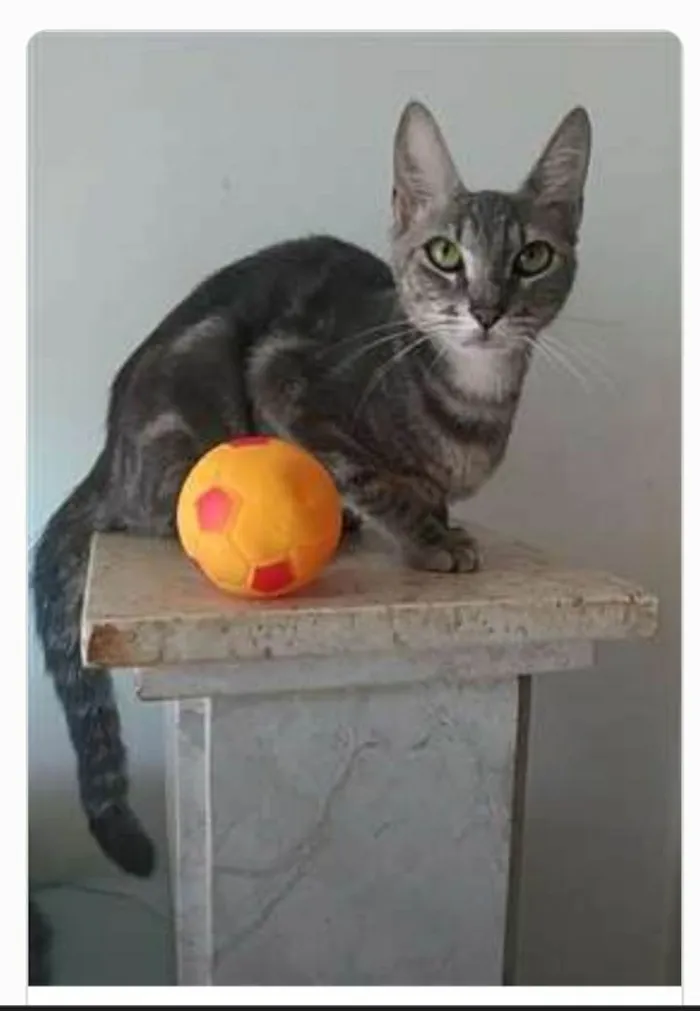 Gato ra a srd tricolor idade 1 ano nome ADELLY