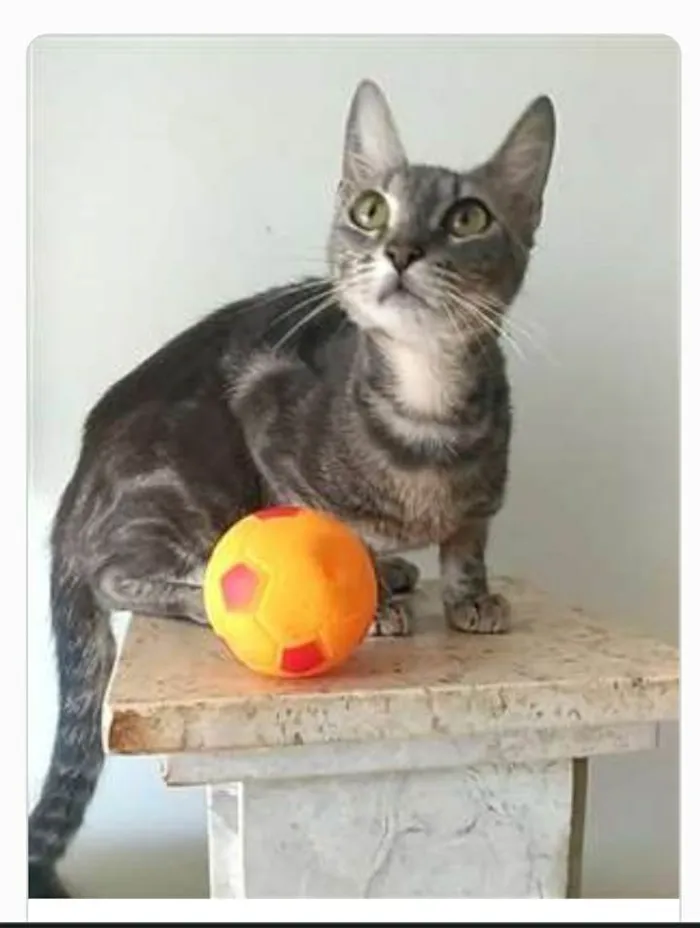 Gato ra a srd tricolor idade 1 ano nome ADELLY