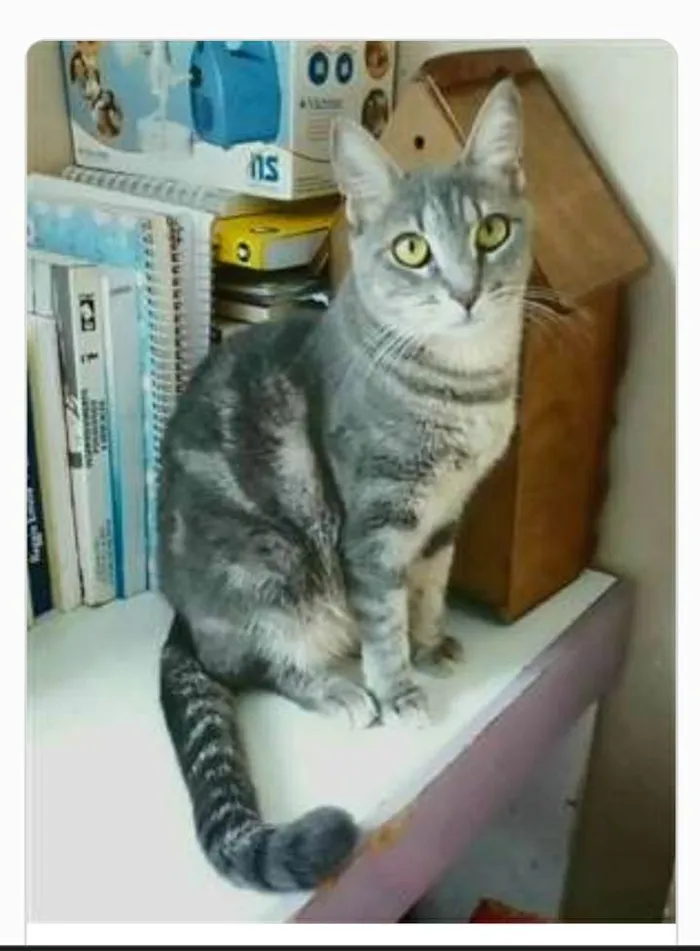 Gato ra a srd tricolor idade 1 ano nome ADELLY
