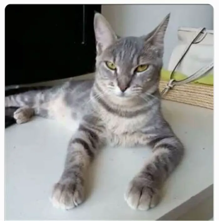 Gato ra a srd tricolor idade 1 ano nome ADELLY