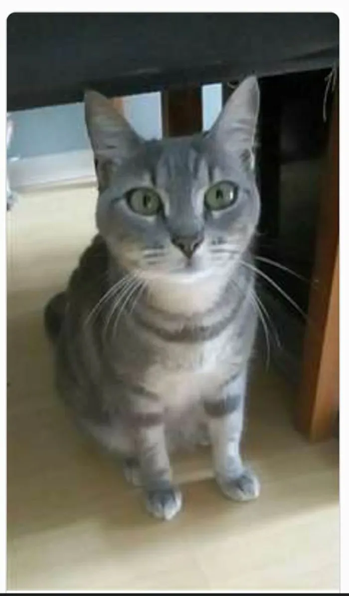 Gato ra a srd tricolor idade 1 ano nome ADELLY