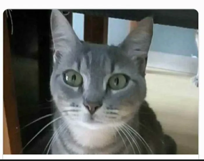 Gato ra a srd tricolor idade 1 ano nome ADELLY